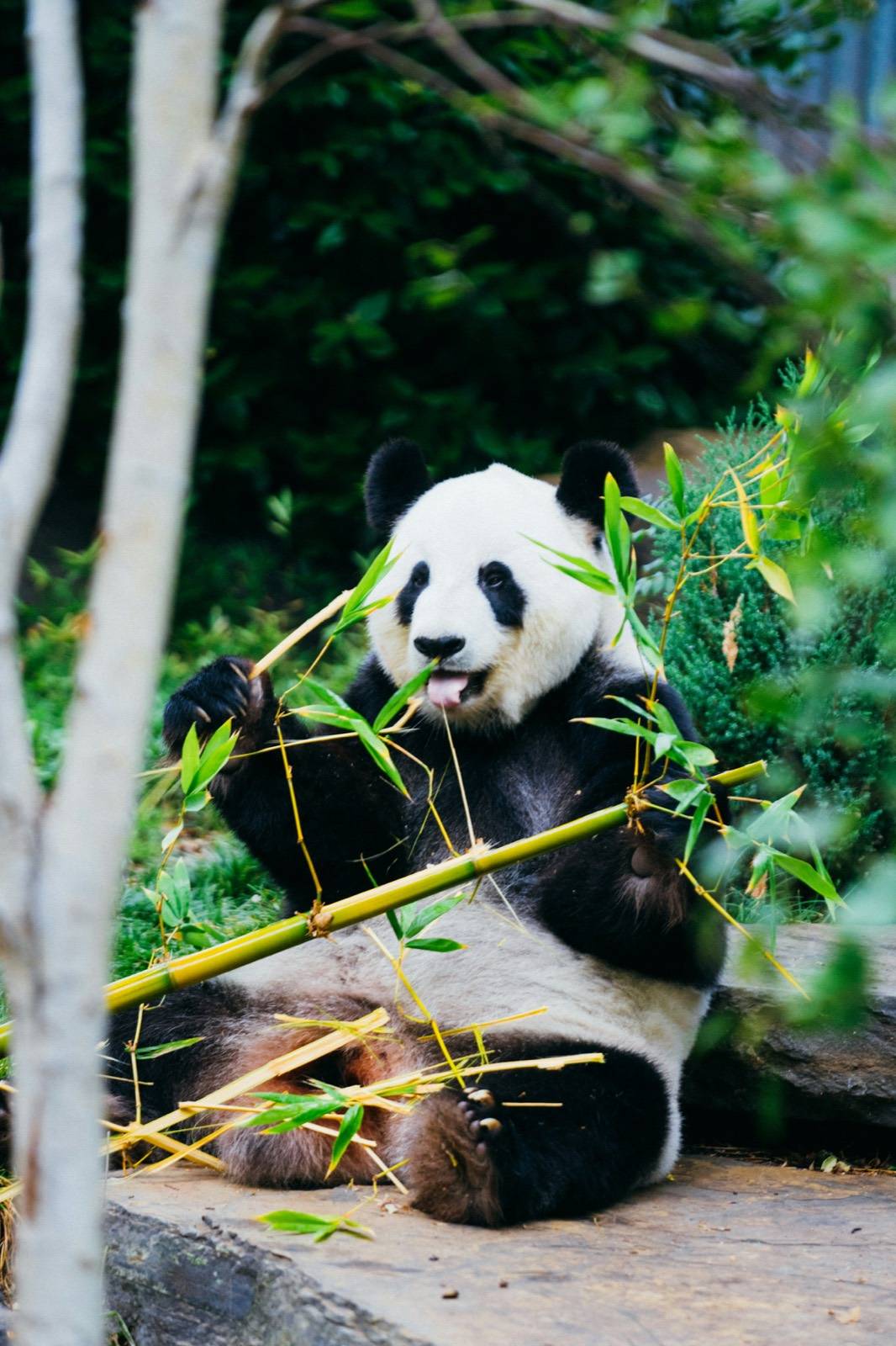 Giant panda at Chengdu panda base