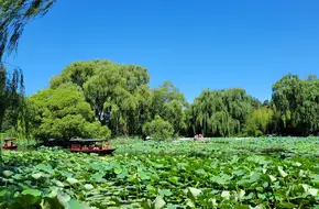 Purple Bamboo Park