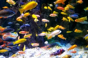 Taipingyang Underwater World Exhibition