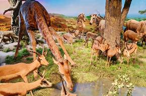 National Natural History Museum