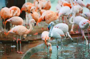 Beijing Zoo