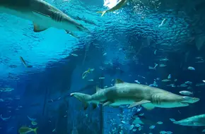 Beijing Aquarium