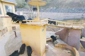 Badaling Bear Garden
