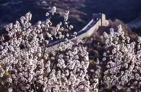 Badaling Wild Great Wall