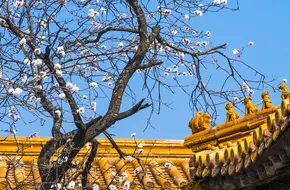 The Imperial Garden Of The Palace Museum