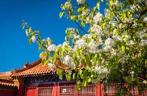Palace Of Tranquil Longevity