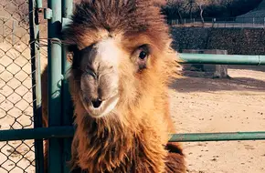 African Animal Zone