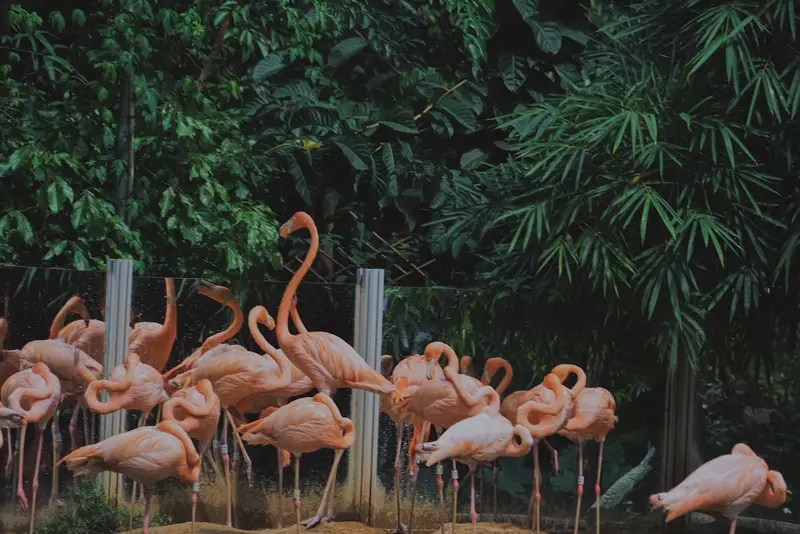 Shenzhen Safari Park