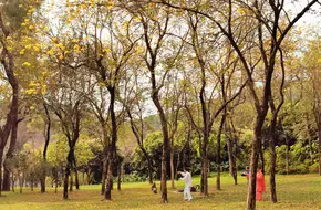 Taiping Forest