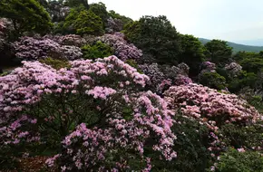 Wutong Mountain