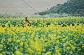 Bright Happy Farmland
