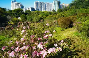 Lotus Hill Park - Area B