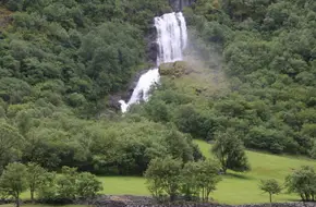 Fjord Forest