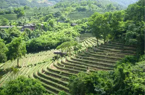 Tea Master Ancient Town
