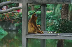 Shenzhen Safari Park