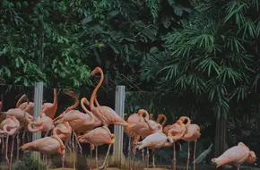 Shenzhen Safari Park