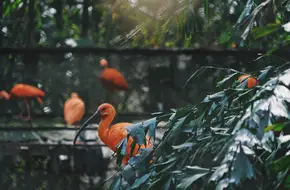Shenzhen Safari Park