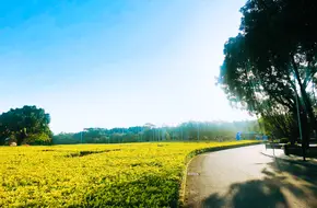 Sea Pastoral