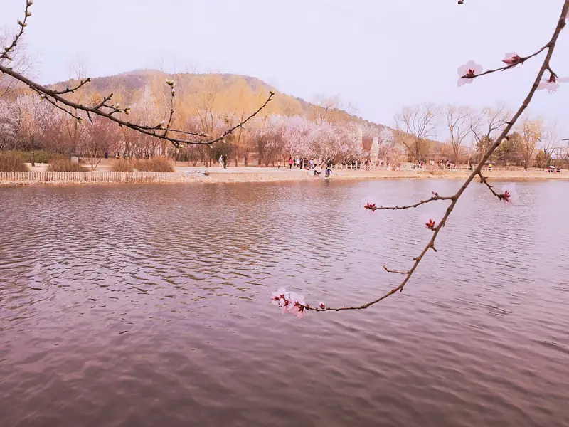 Penglai Yaotai