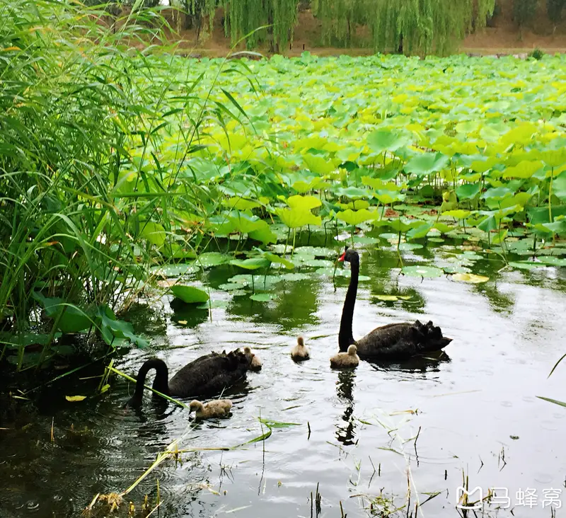 Yuanmingyuan - Black Swan Observation Area