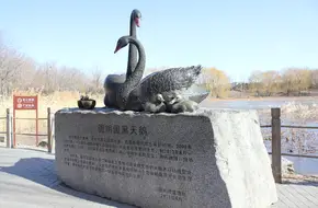 Yuanmingyuan - Black Swan Observation Area