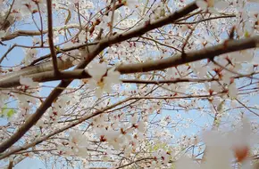 Xidi Ancient Willow