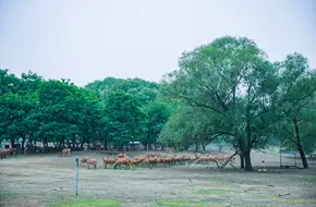 Nanhaizi Park