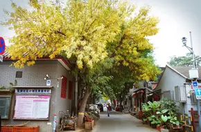 Beiluoguxiang Hutong