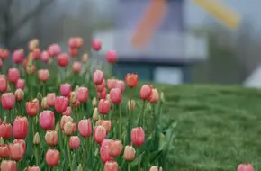 Beijing International Flower Port