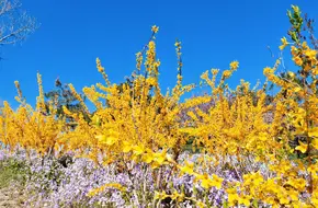 World Flower Garden