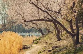 Old Summer Palace