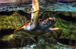Fuguo Underwater World