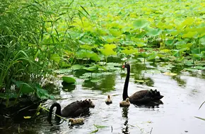 Yuanmingyuan - Black Swan Observation Area