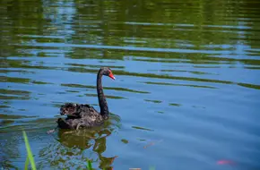 Yuanmingyuan - Black Swan Observation Area