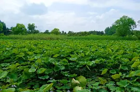 Dongping National Forest Park