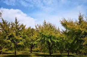 Xisha Wetland Park