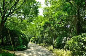 Wusong Cannon Bay Forest Wetland Park