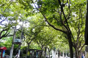 Yuyuan Road