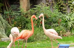 Shanghai Zoo