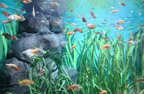 Shanghai Ocean Aquarium