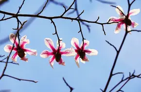Shanghai Botanical Garden