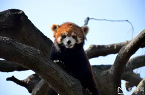 Shanghai Zoo