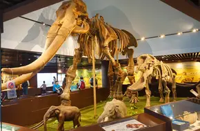 The Paleozoological Museum Of China