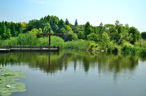 Wusong Cannon Bay Forest Wetland Park