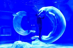 Shang Hai Haichang Ocean Park