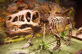The Paleozoological Museum Of China