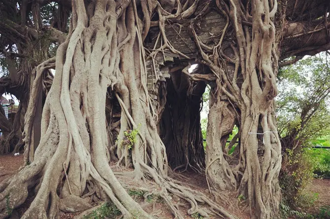 Kam Tin Tree House