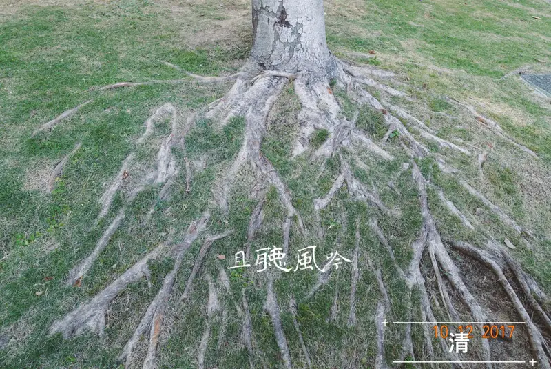 Lingzhi Park