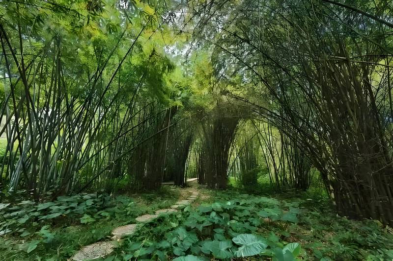 Sun Yat-Sen University South Campus Bamboo Species Specimen Garden