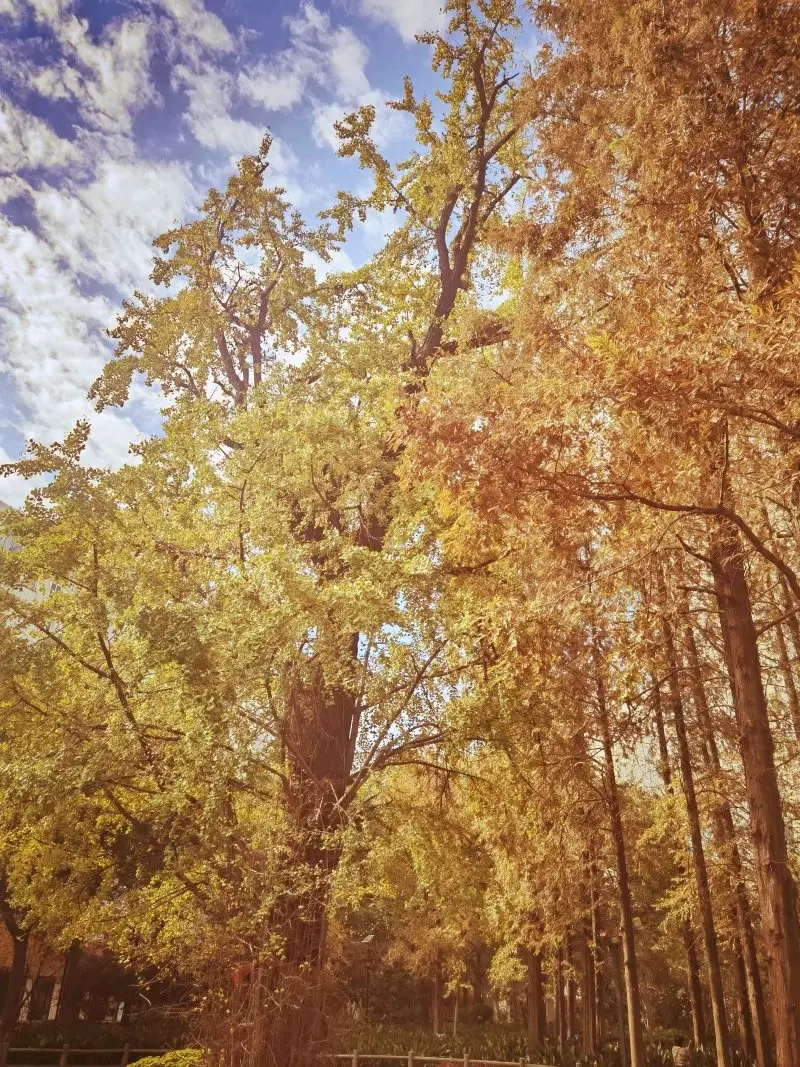 Ginkgo Park